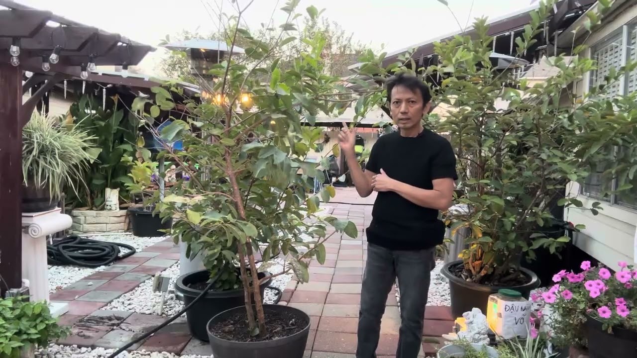 Làm sao cây ổi . Mãng cầu sai trải không bị rụng. Xanh tốt. Quanh năm 