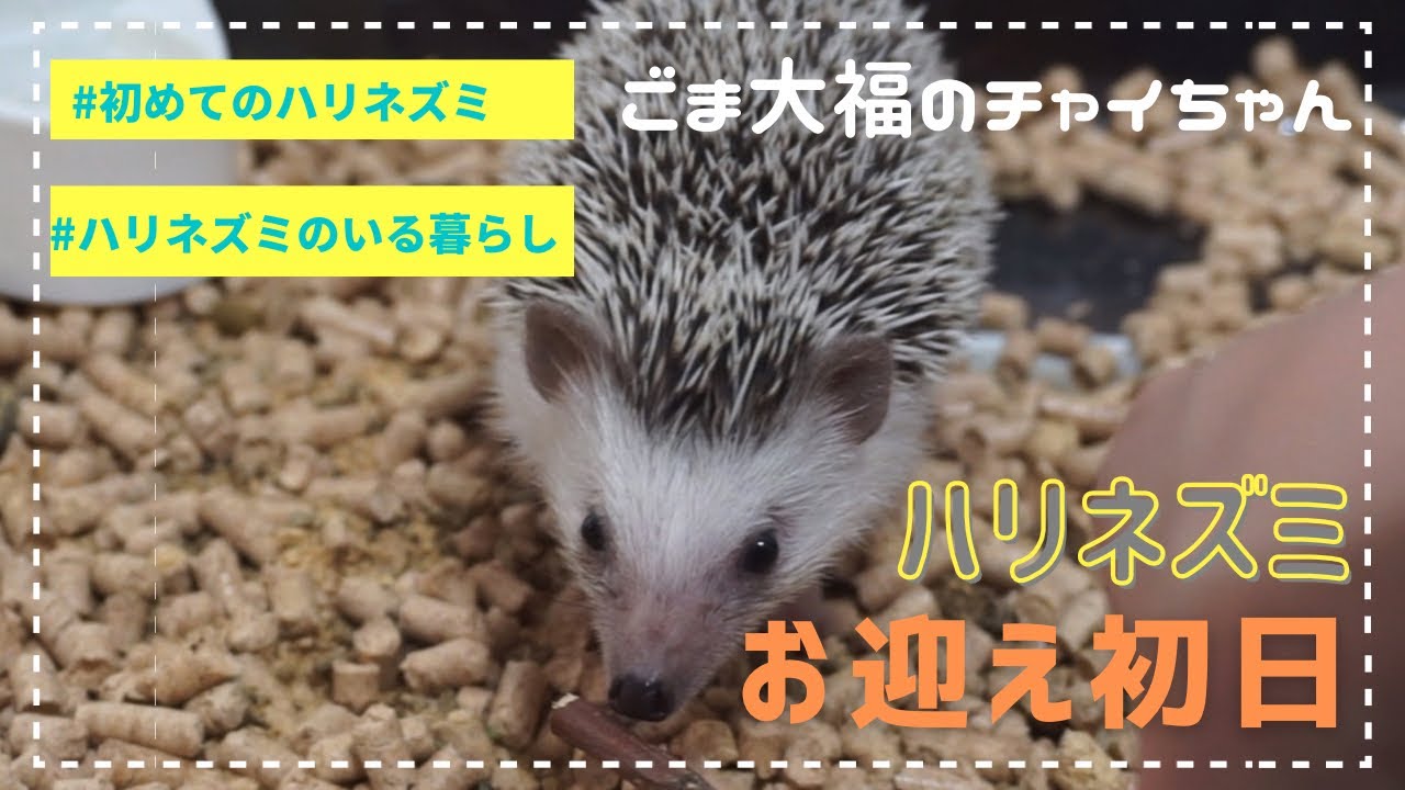 【ハリネズミ🦔#1】初めての飼育！お迎え初日のハリネズミ、こんなに可愛いの？！hedgehog