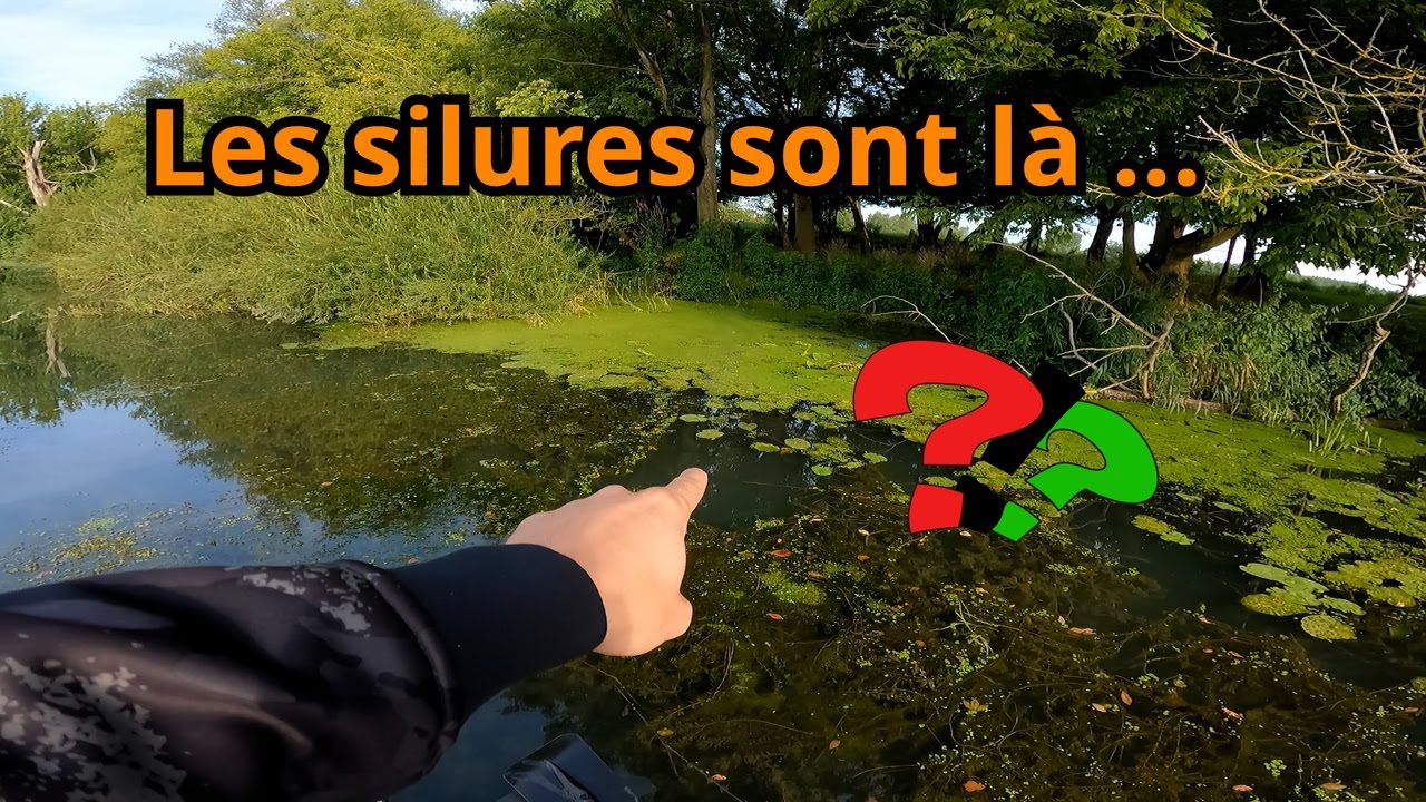 JE TRAQUE LES SILURES DANS LEURS CACHETTES - PÊCHE AU BOUCHON