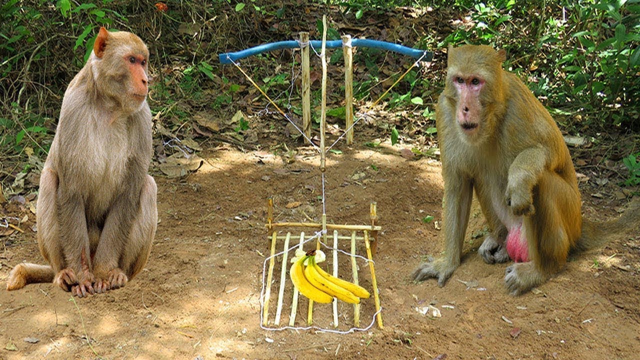 Amazing Quick Monkey Trap Using Paiute Deadfall Trap