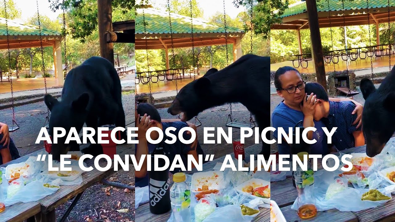 Aparece oso en picnic y &ldquo;le convidan&rdquo; alimentos