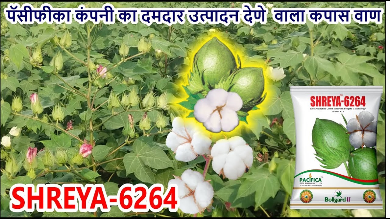 पॅसीफीका कंपनी का दमदार उत्पादन देणे  वाला कपास वाण ✨श्रेया-6264✨
