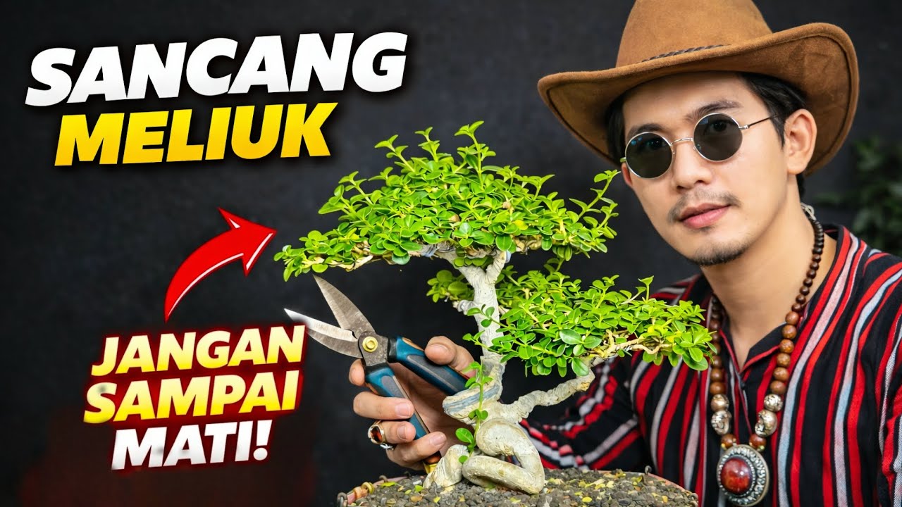 Musim Hujan Bahaya untuk Bonsai Sancang! Lakukan Ini Sebelum Terlambat