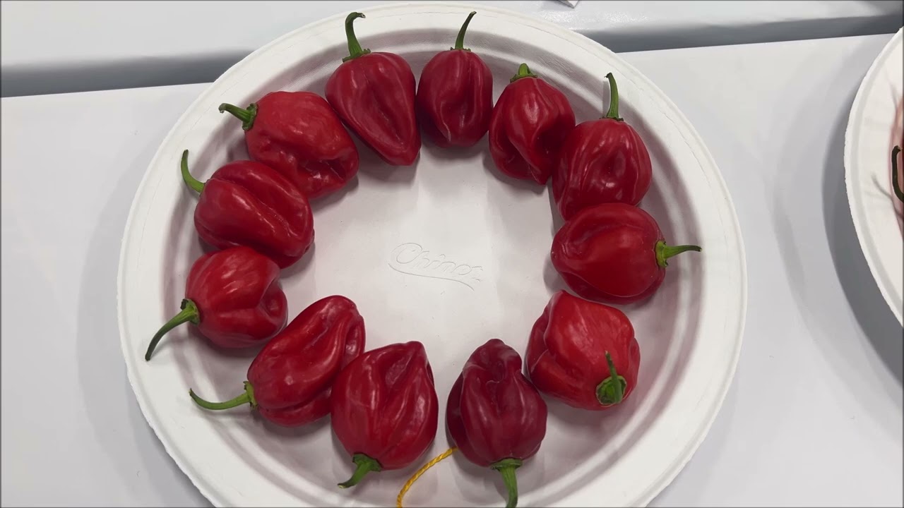 Video of my winners in 2025 Kentucky State Fair