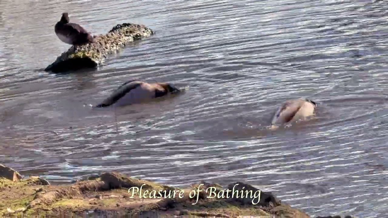 Mallard's Bizarre Life