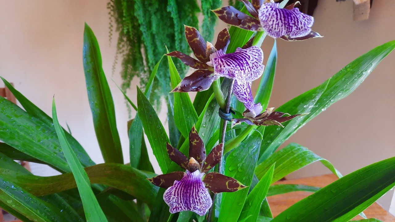 Orquídea zygopetalum, como manter linda perfumada