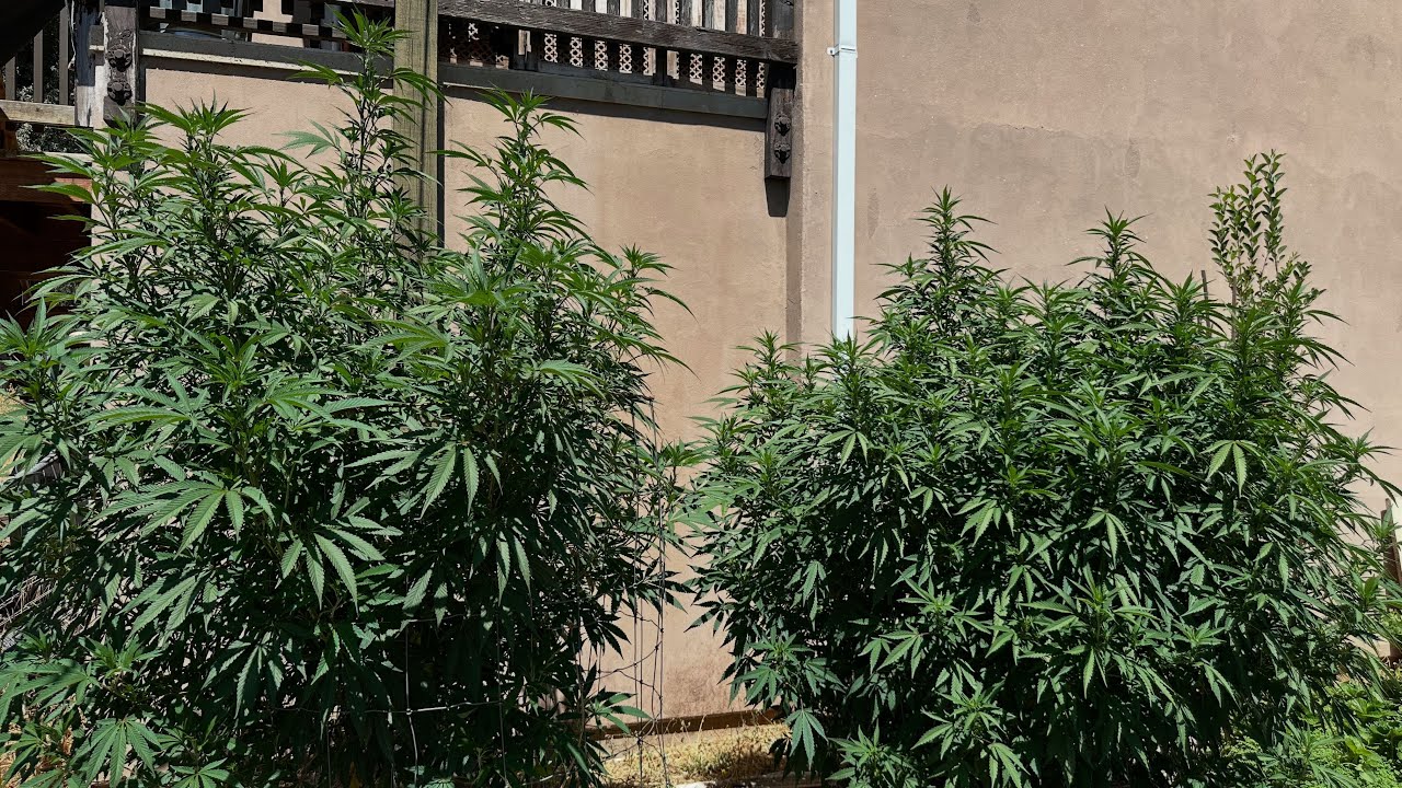Mendocino purple/Hashplant update outdoor grow Northern California organic medical garden 