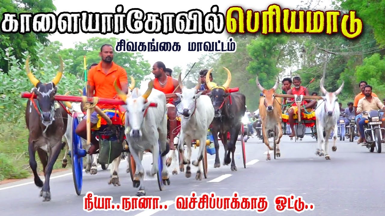 களையார்கோவில் பெரியமாடு பந்தயம் 31.05.2025