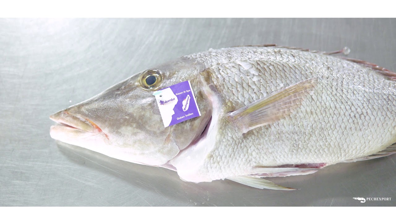 Collecte de poisson P&ecirc;chexport