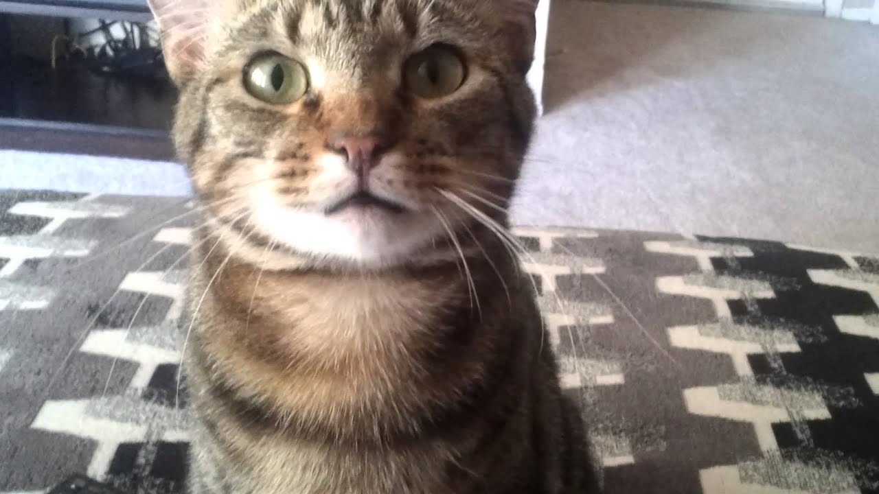 Kitty drops toy then complains about it