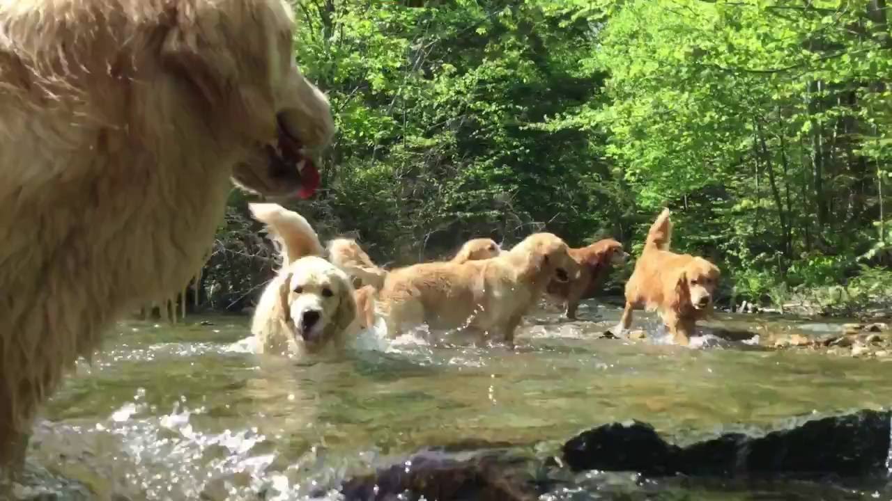 Butternut Goldens -- Into the Blue