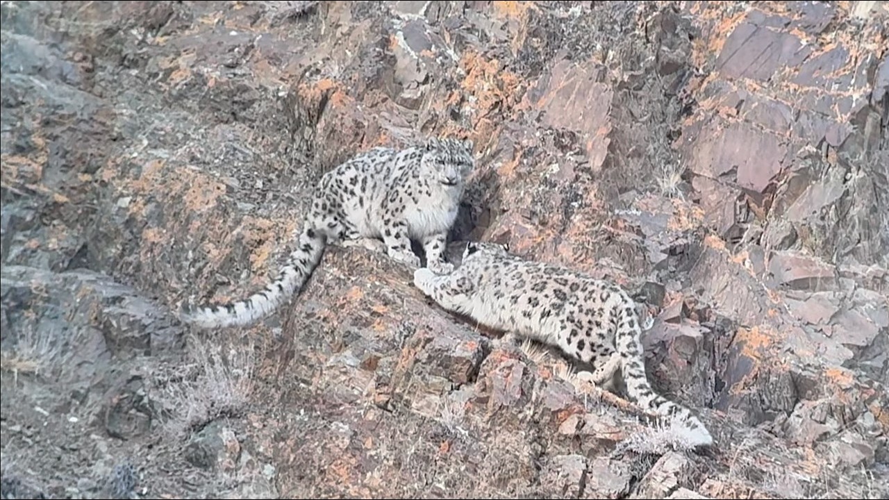 Snow Leopards of the Altai Mountains, Western Mongolia - 2026 - Narrated Version, by John M  Uscian