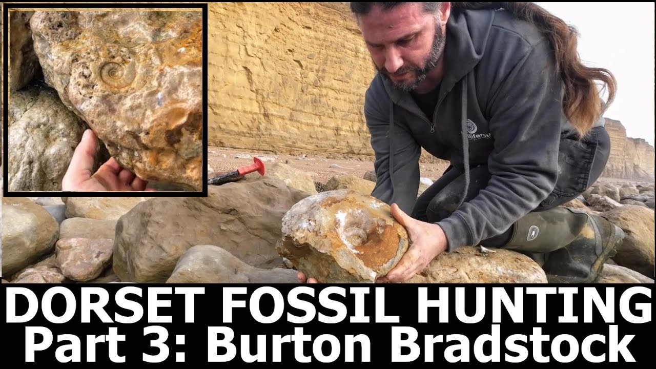 #fossilhunting on the #dorset #jurassiccoast Part 3 Burton Bradstock - big ammonites in the oolite!