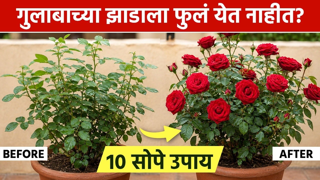 गुलाबाच्या झाडाला भरपूर फुले येण्यासाठी १० सोपे उपाय | Rose Bush | Rose Plant | Lokmat Sakhi