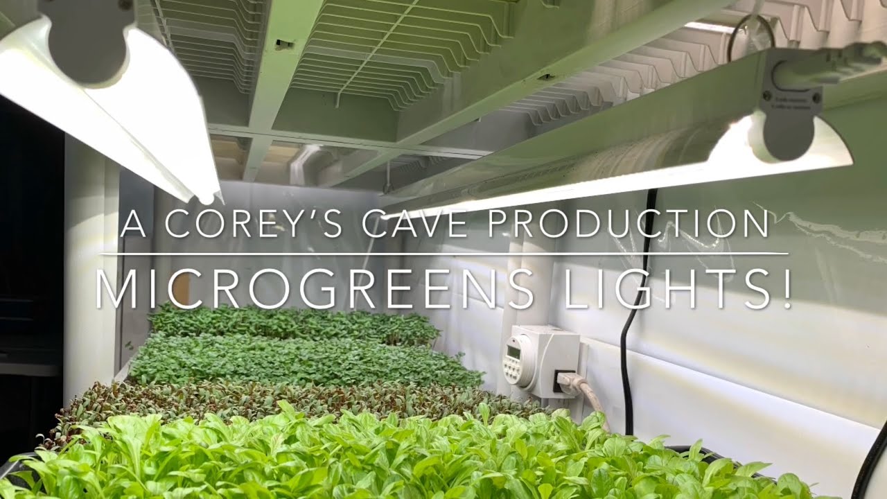 Active Grow LED Lights for Microgreens
