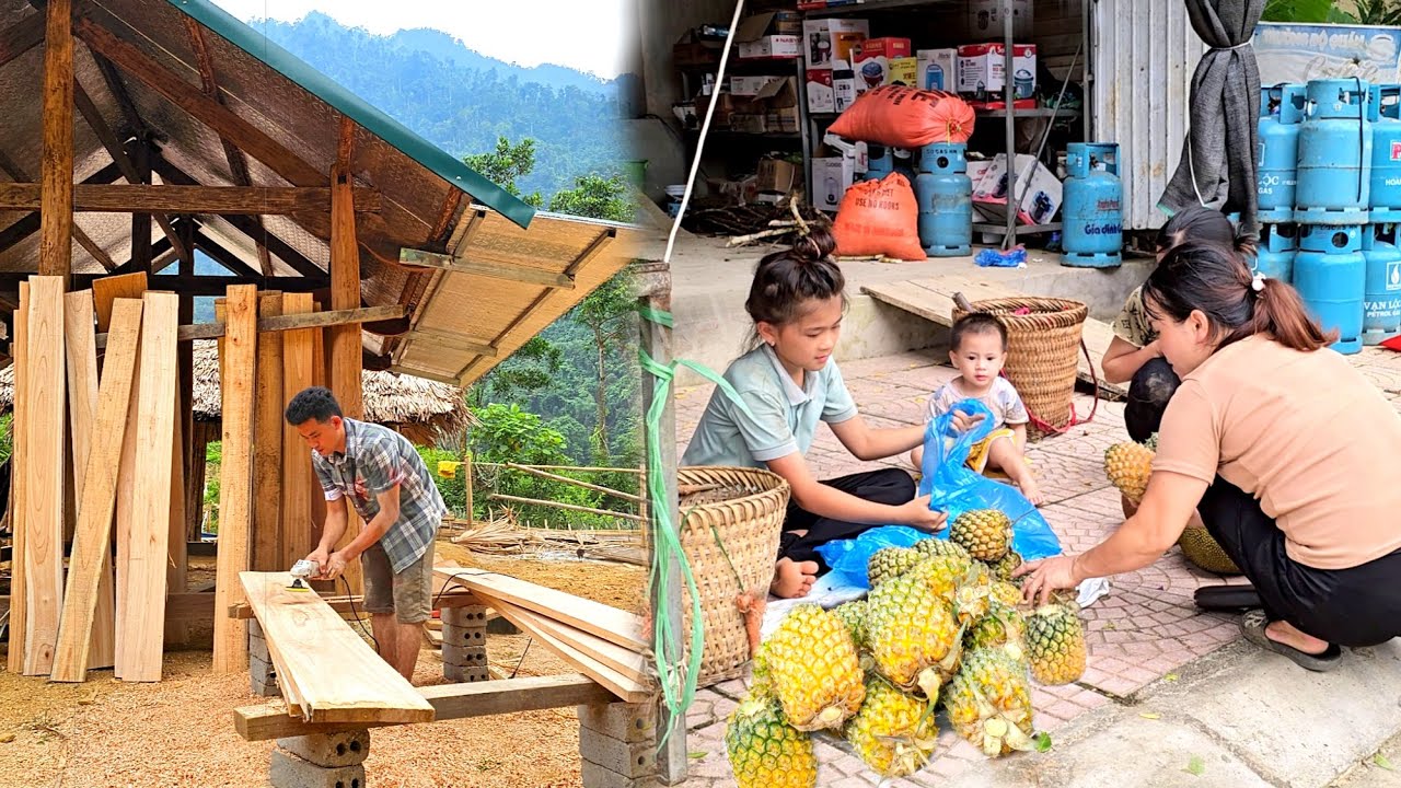 While the uncle was busy making partitions, Phuong Vy harvested pineapples to sell for extra income