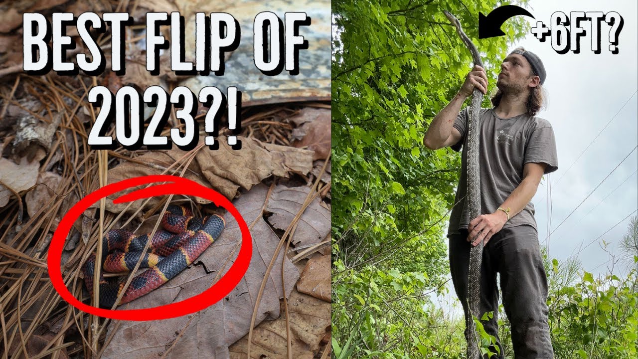 Coral Snake Under Tin!? Epic Georgia Tin Flipping for Snakes in Perfect Conditions!