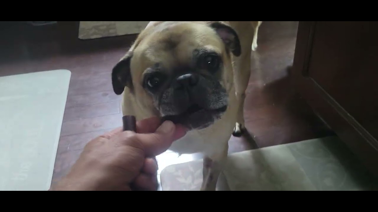 Pugsley on the mend
