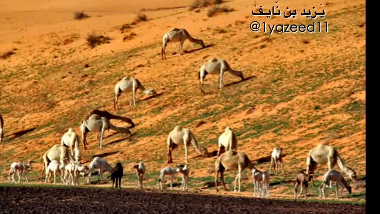 ياللي تسوم الوضح - بن عون