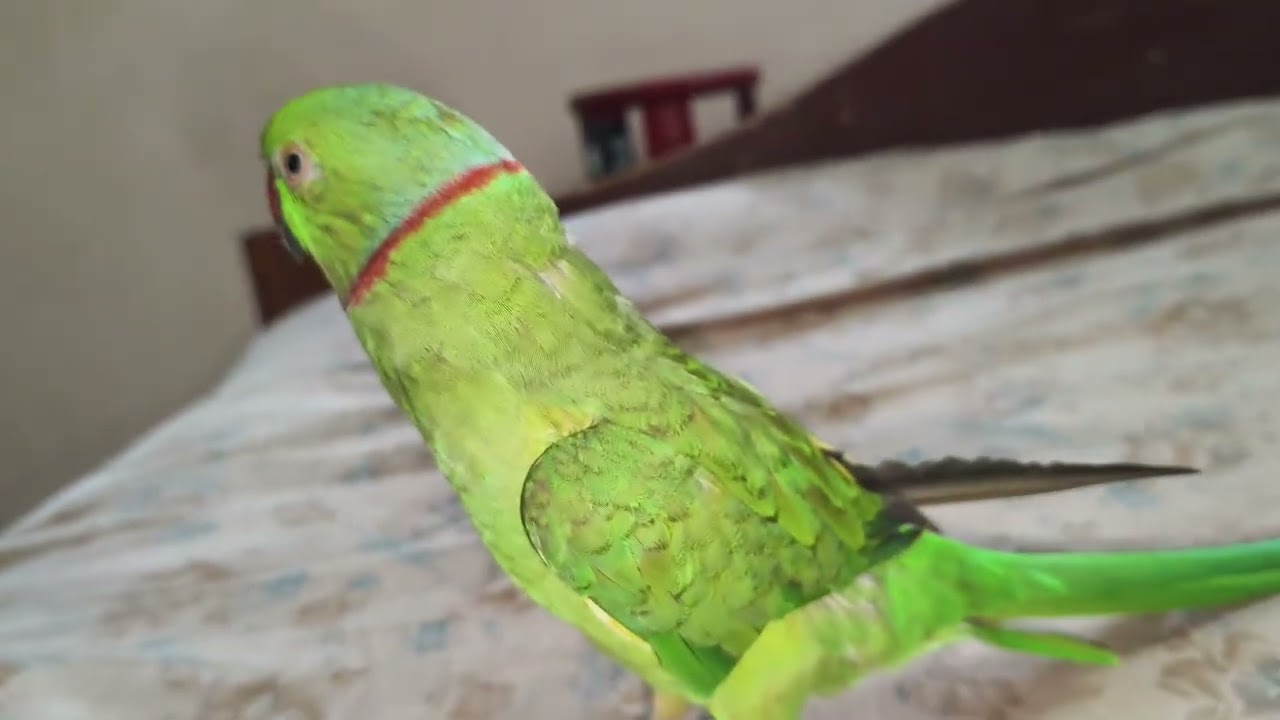 Talking parrot #parrot #talkingparot #parrotplaytime #youtube