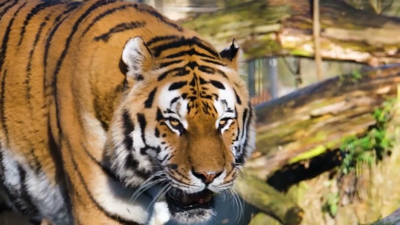 "Unbelievable European Forest Views 🌲✨ | Nature’s Hidden Paradise!"