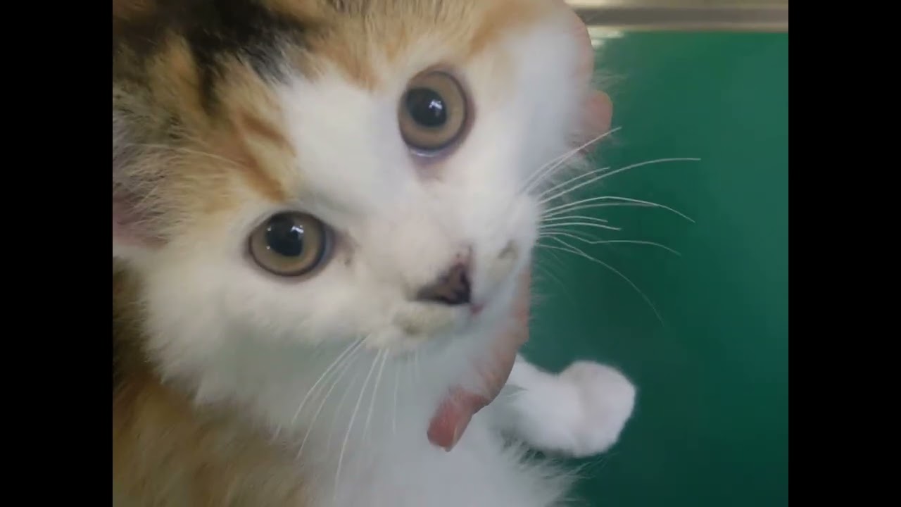 male calico kitten（三毛猫の男の子　♂）