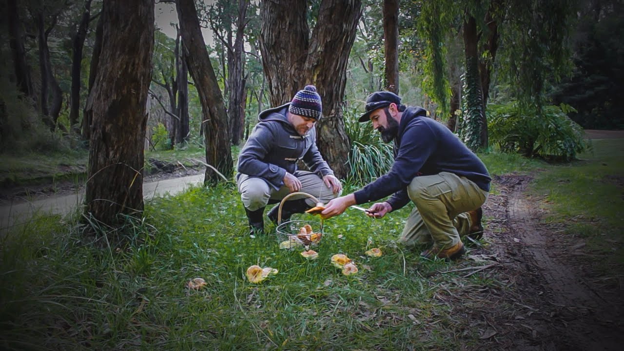 MUSHROOM Foraging in Red Hill, Victoria - How to identify Pine and Slippery Jack MUSHROOMS