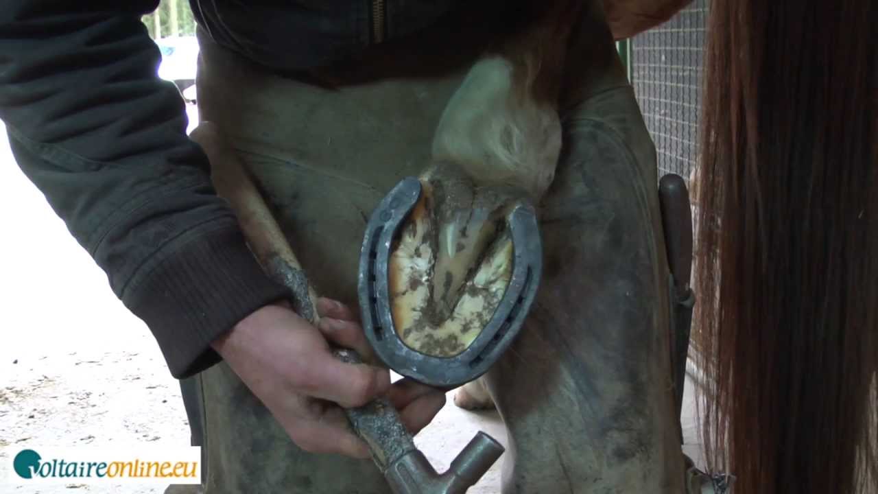 10 Brochage (sabots du cheval) par VoltaireOnline.eu