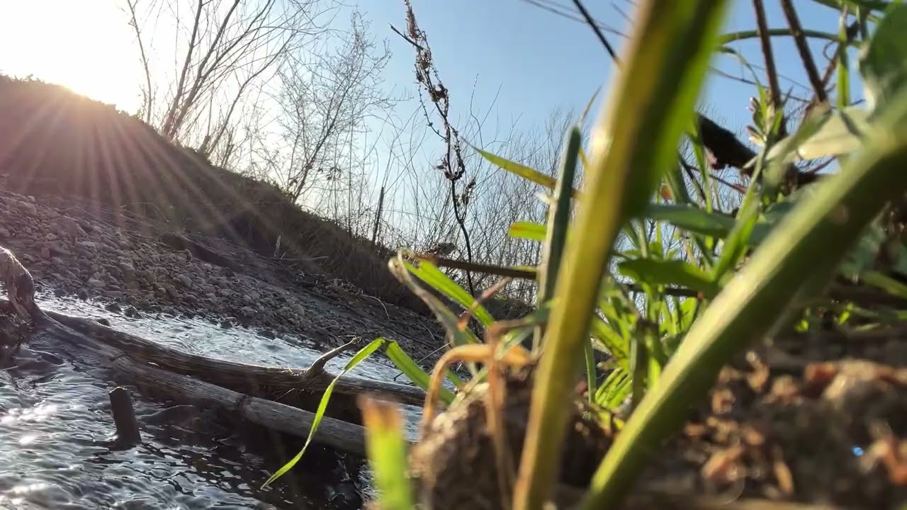 peace flows here peaceful forest river sounds