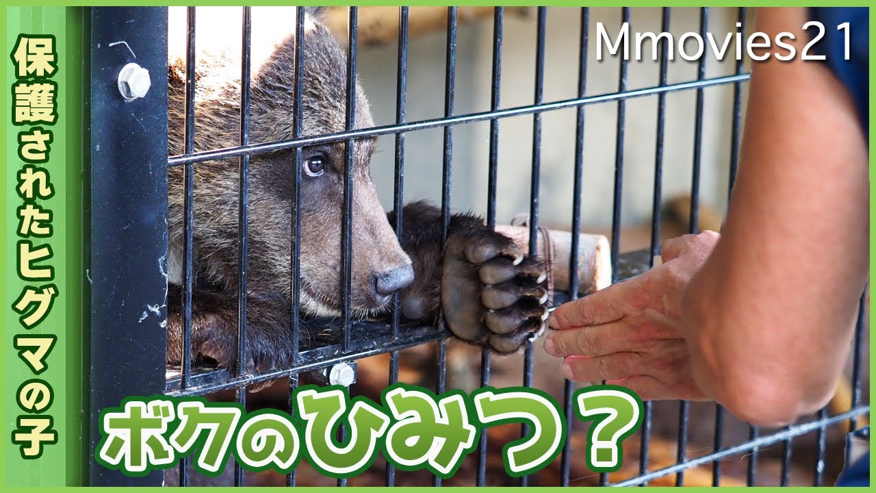 【保護された子グマガイド】保護の経緯と白目の意味〜旭山動物園エゾヒグマに氷プレゼントWild Bear cub protected by Asahiyama Zoo