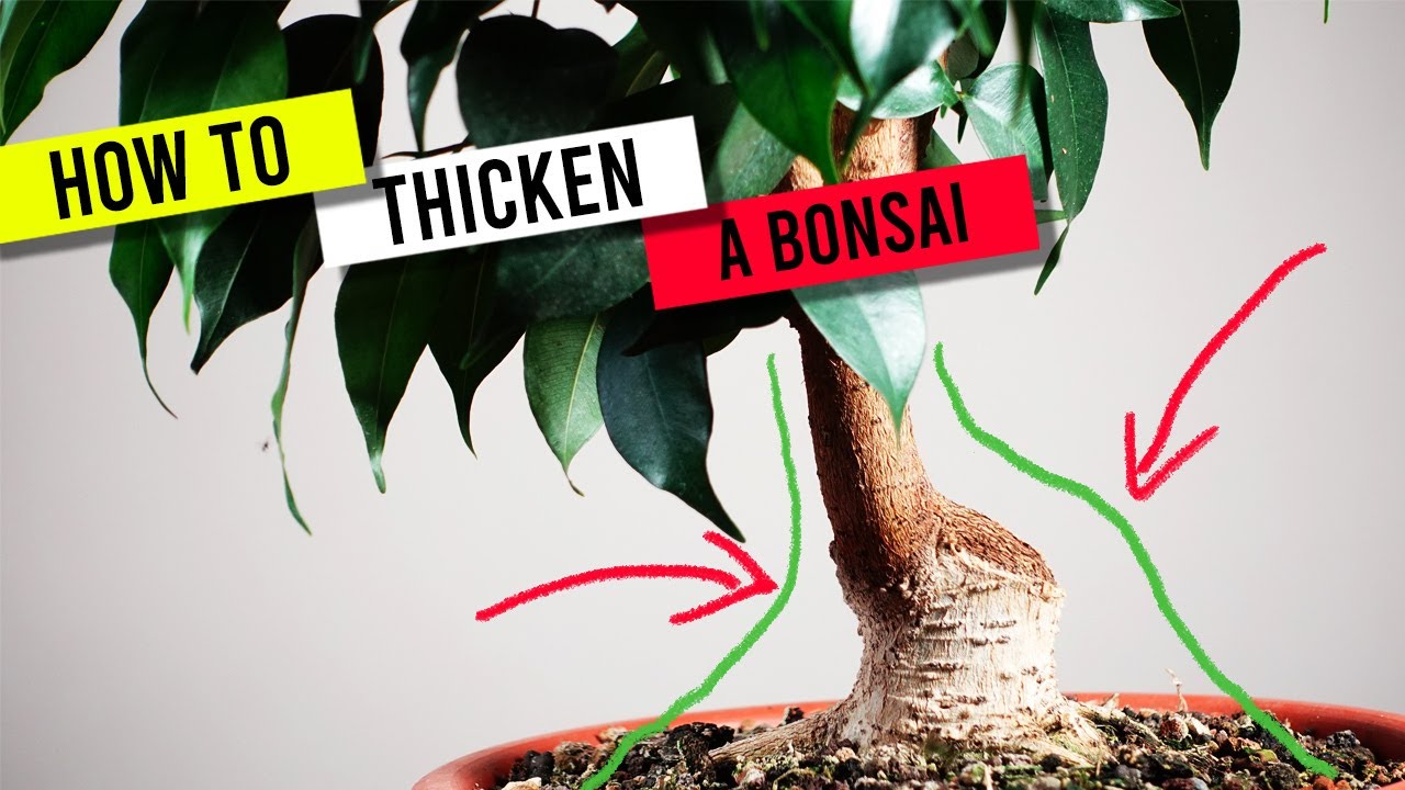 How to 💪 thicken bonsai trunks | Trunk chop method