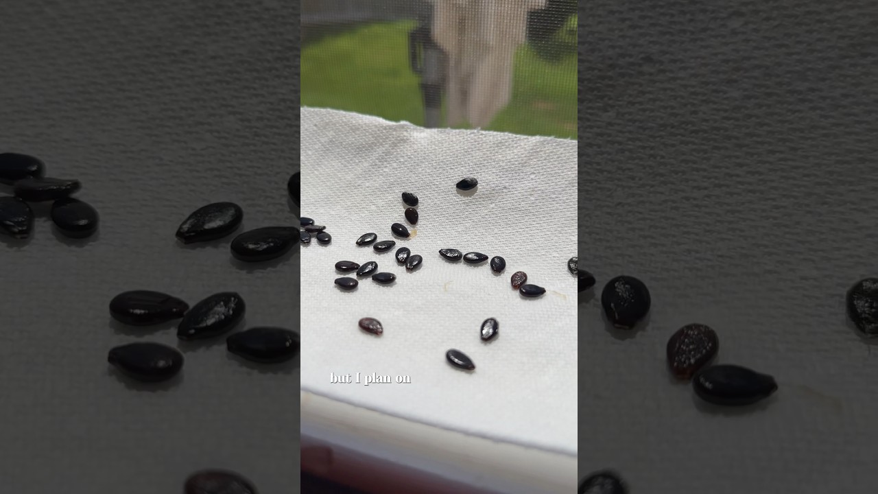 Don&rsquo;t throw out your watermelon seeds!! 📣