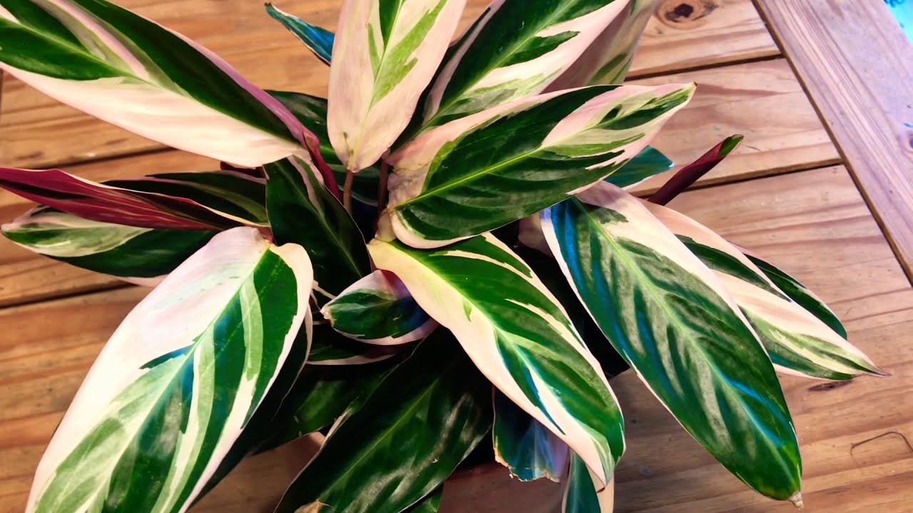 CÓMO CUIDAR UNA CALATHEA O MARANTA TRÍOSTAR / STROAMANTHE TRiOSTAR