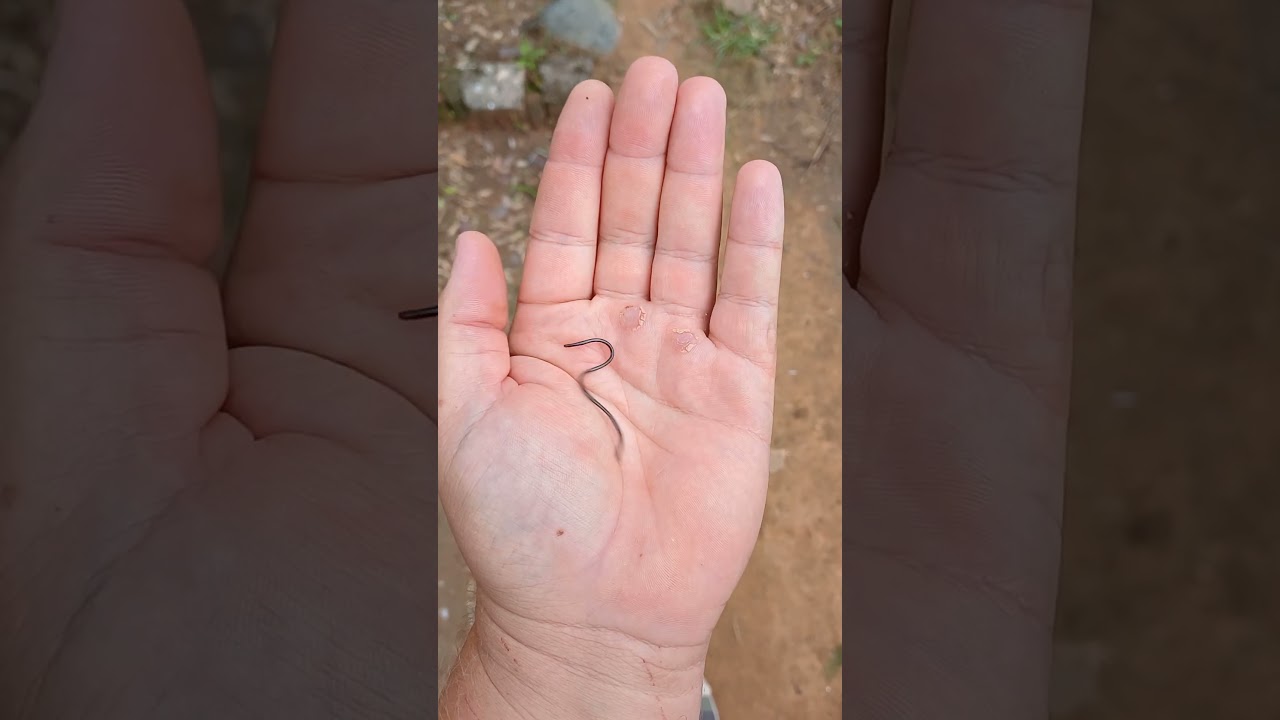 Smallest snake in the world ? #snake #wormsnake #threadsnake #cute