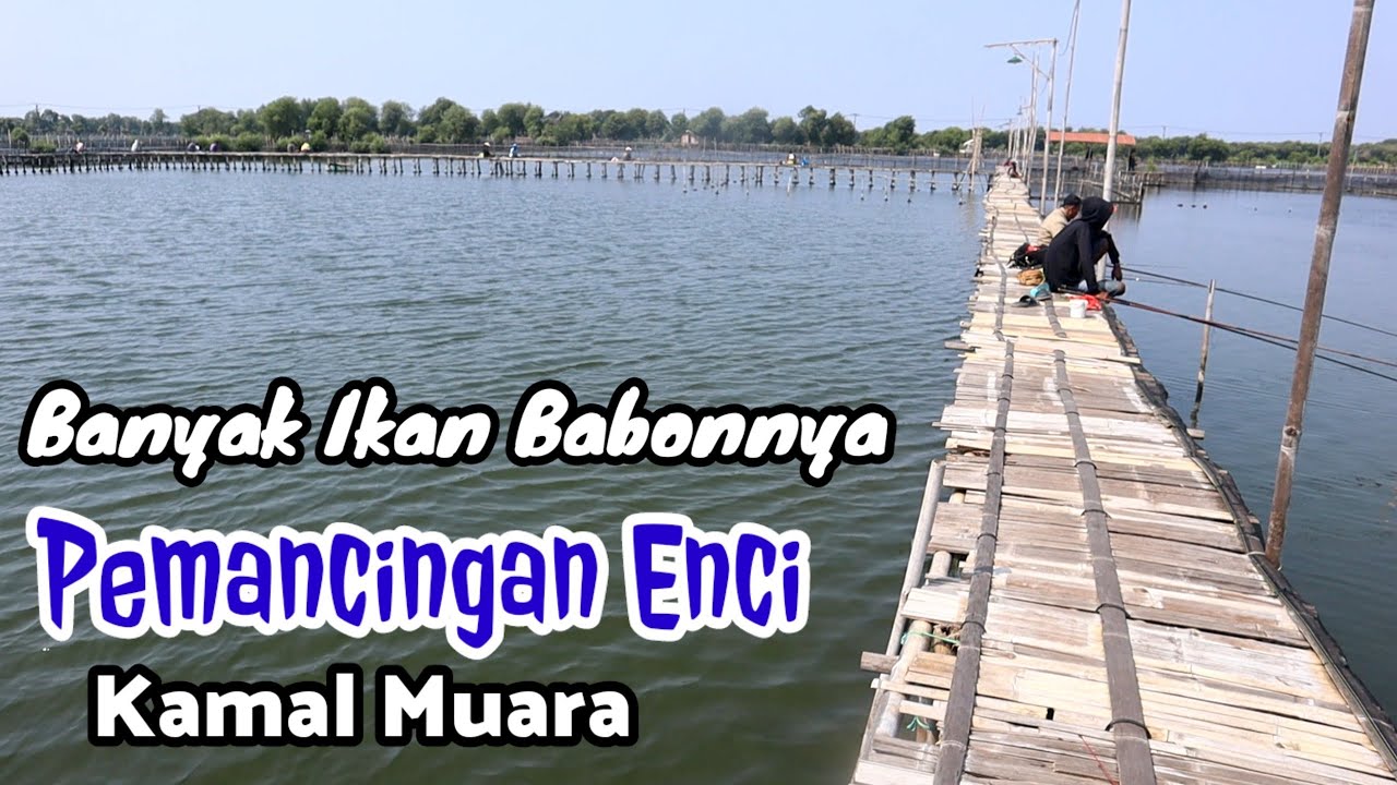Mancing Harian Bandeng | Pemancingan Enci Kamal Muara Stadion #mancingbandeng