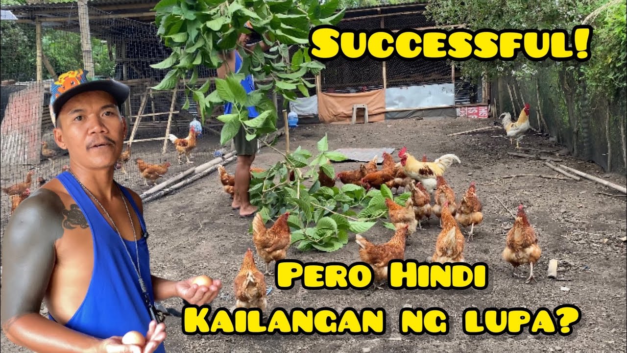 SUCCESSFUL CHICKEN FARMER KAHIT WALANG SARILING LUPA?!