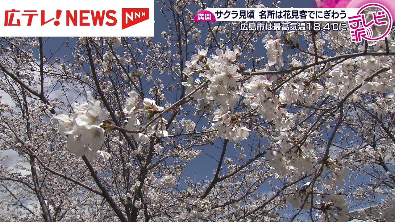 広島で桜が満開　県内各所は花見客で盛況