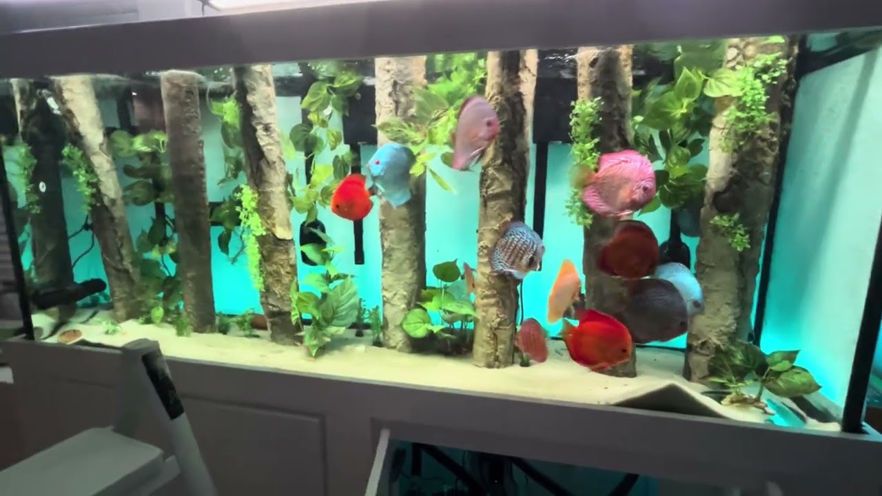 1 Year Full Discus Tank Cleaning 