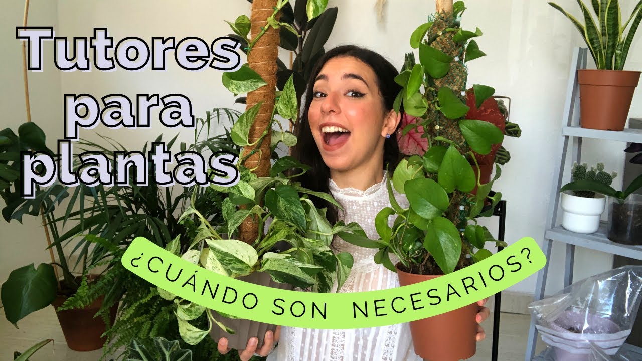 🌱¿Cómo hacer tutores para plantas? Cuando es necesario un tutor para mi planta? y tipos de tutores