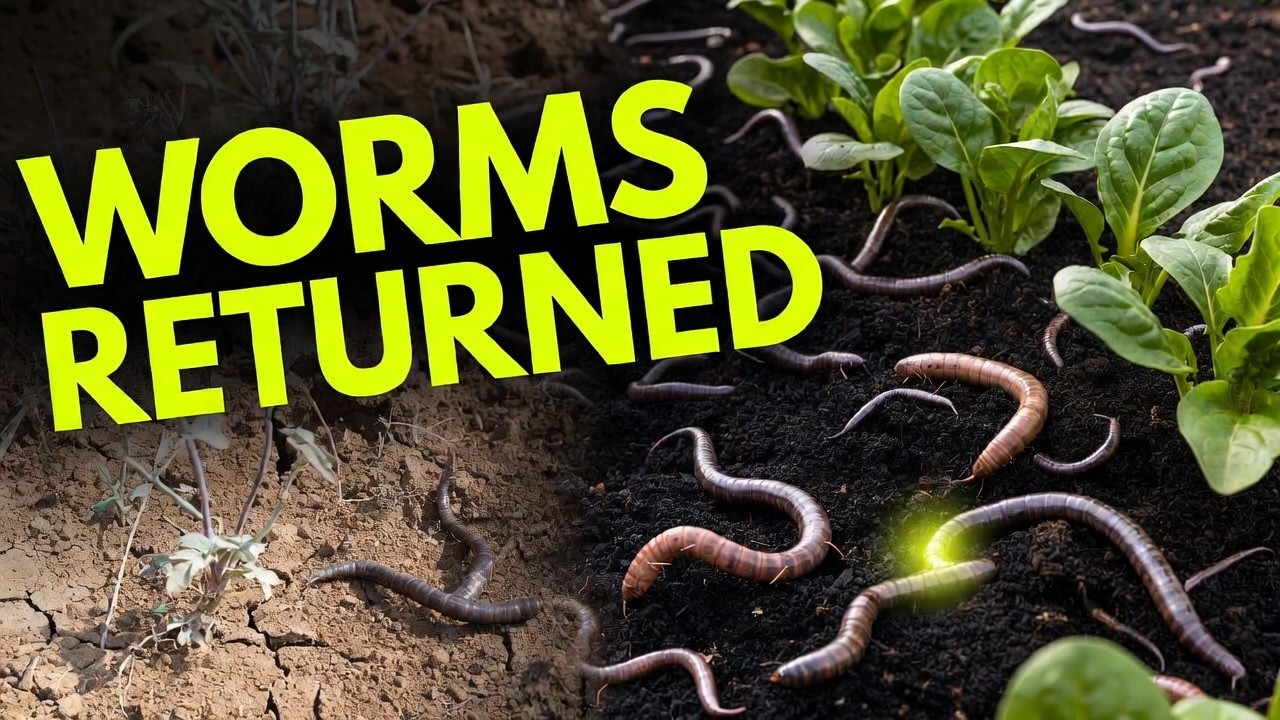 Earthworms Refused to Come Back — Until This One Humus Trick
