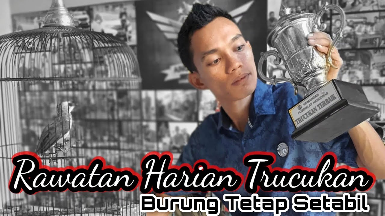 PERAWATAN BURUNG TRUCUKAN LOMBA !! TETAP TAMPIL STABIL DAN TERBUKTI