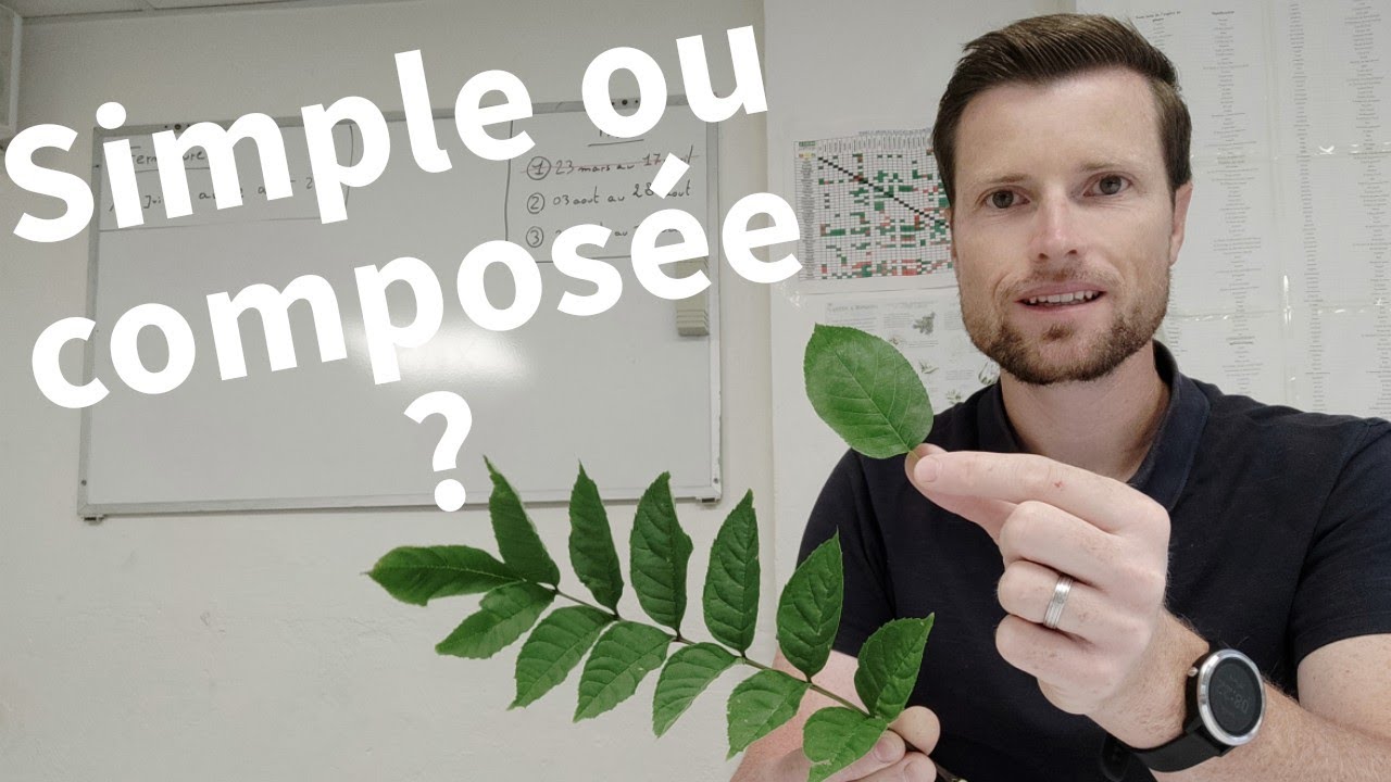 Différences feuille simple / feuille composée