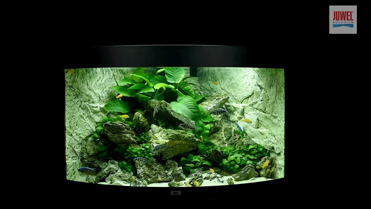 Juwel Aquarium Trigon 190 Einrichtungsbeispiel / Tutorial