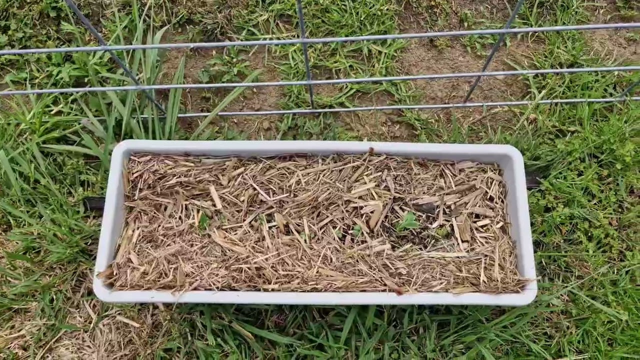 Хейли, Сады, задняя терраса, масло, 16 декабря