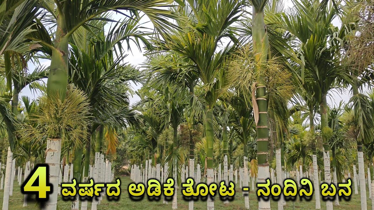 4 year Areca Trees @Nandini Garden 