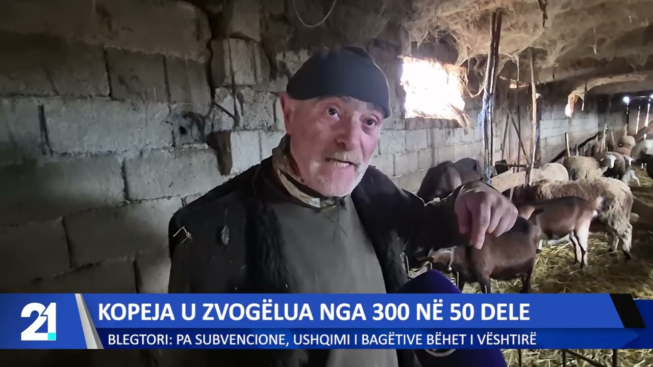 Kopeja u zvogëlua nga 300 në 50 dele! Blegtori: Pa subvencione, ushqimi i bagëtive bëhet i vështirë