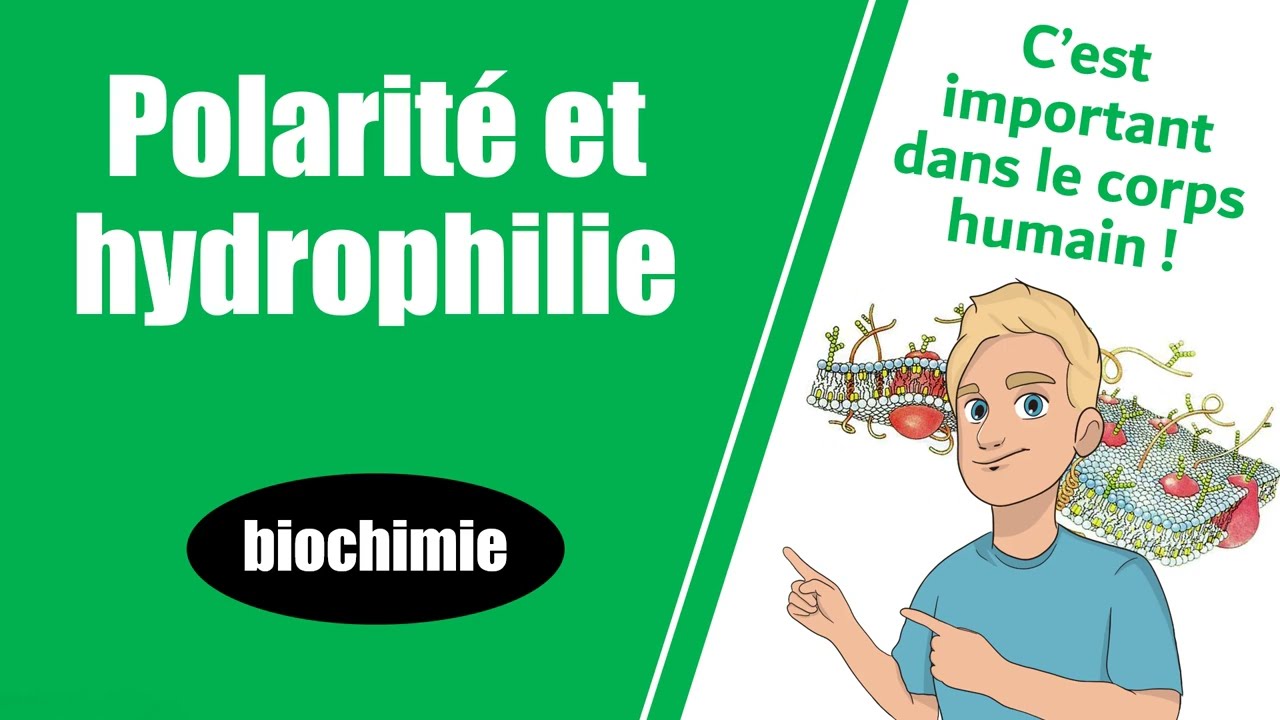 POLARITÉ et HYDROPHILIE : l'essentiel pour les études supérieures -- Biochimie -- PASS & Sup