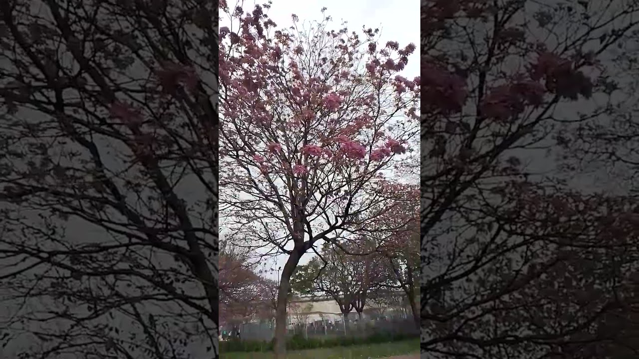 si vas a plantar o reproducir el lapacho rosado deber&iacute;as saber esto