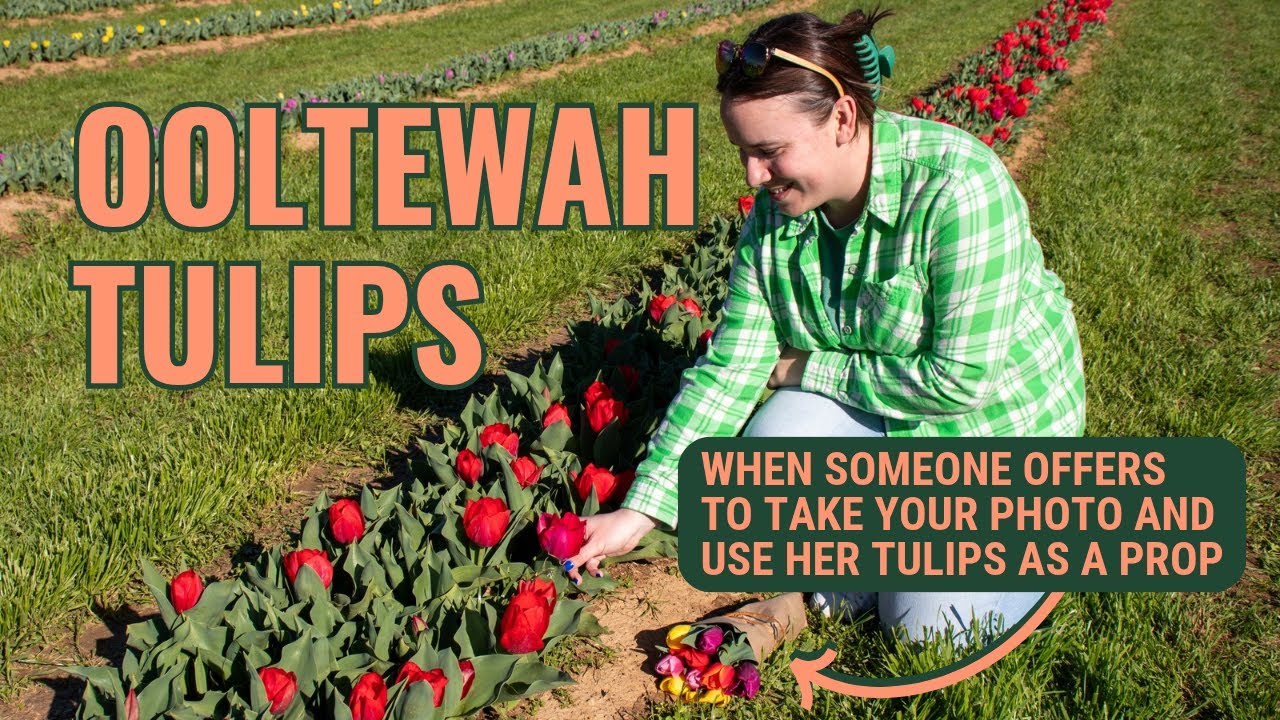Ooltewah Tulips at Aubie Smith Farms