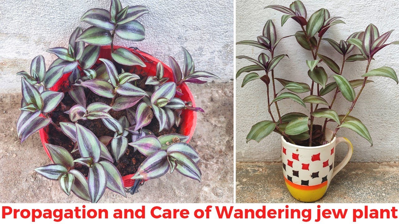 Growing Wandering jew plant by cutting and its summer care | All about Wandering jew plant